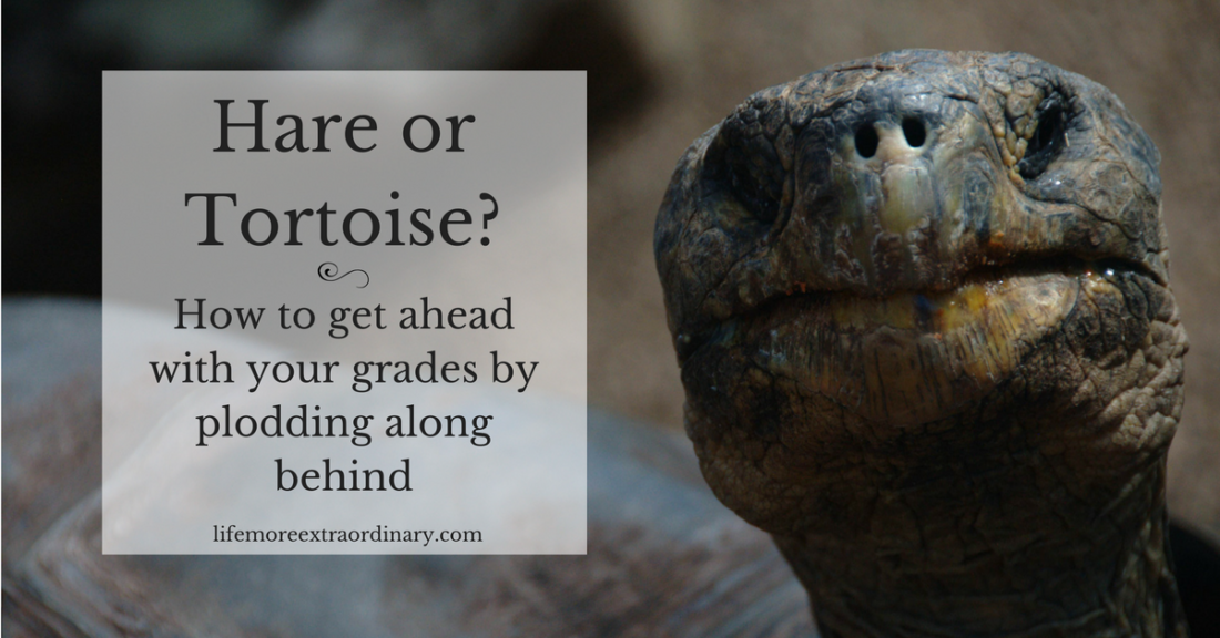 Hare or Tortoise- How to get ahead with your grades by plodding along behind